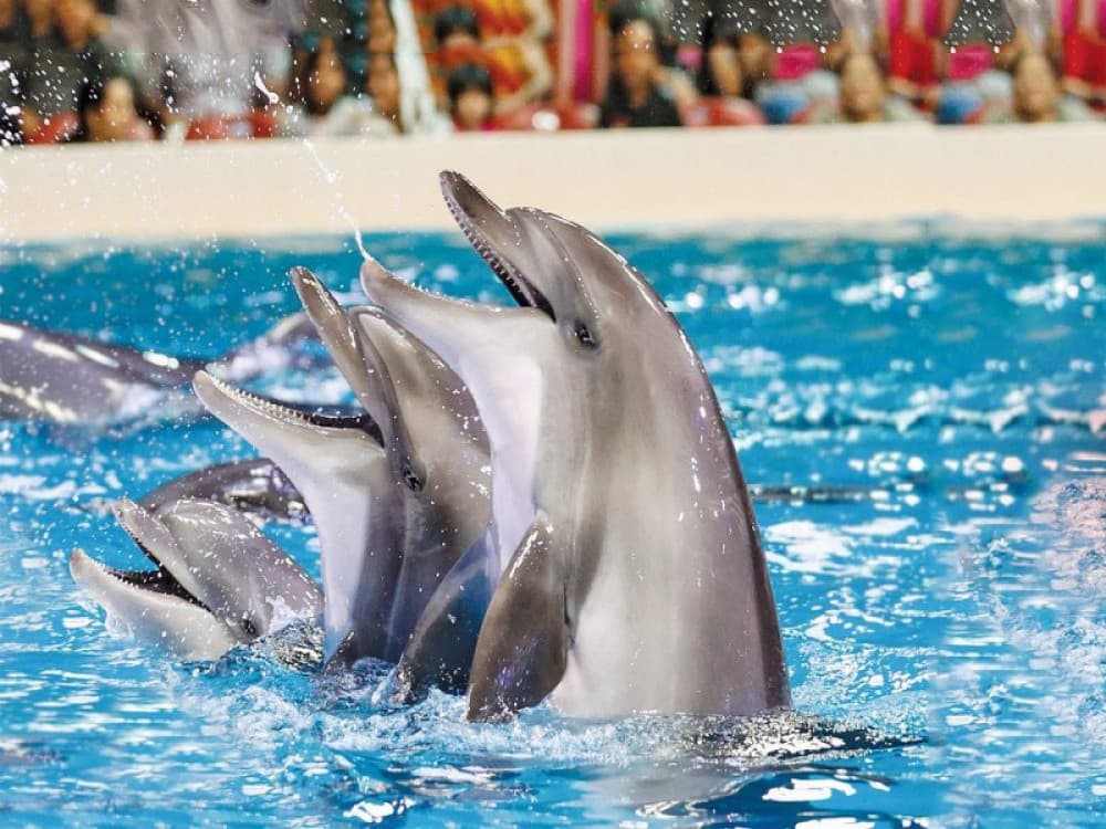 Antalya: Dolphin Show with Hotel Transfer | ®ExcursionMania - Image 2