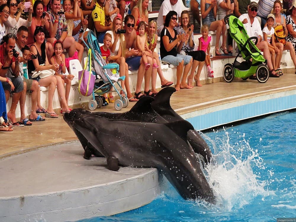 Antalya: Dolphin Show with Hotel Transfer | ®ExcursionMania - Image 7