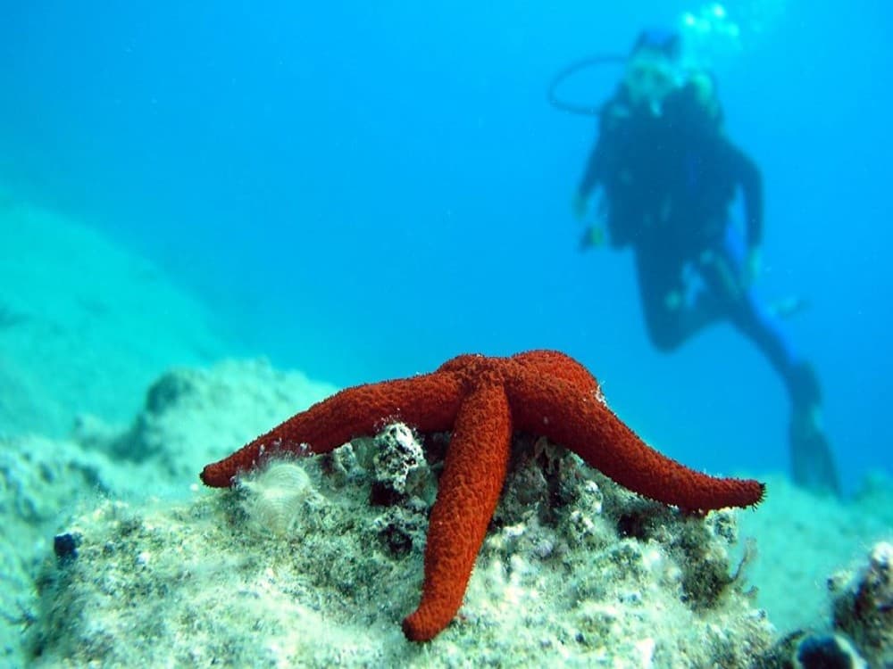 Olympos Diving Adventure: Explore the Mediterranean Depths | ®ExcursionMania - Image 5