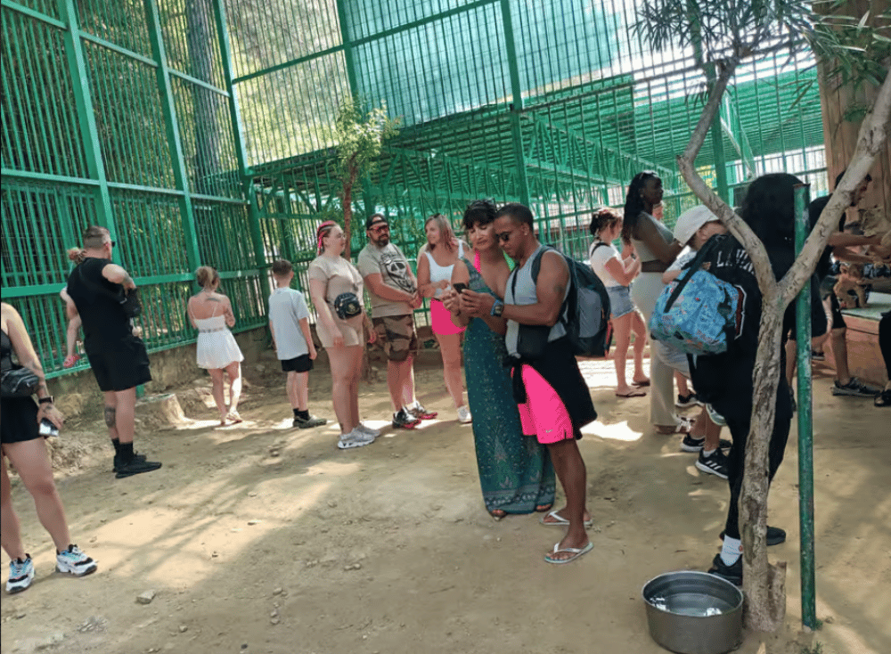 Side: Lion Safari & Splash Feast in Green Canyon w/Lunch | ®ExcursionMania - Image 2