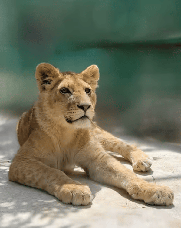 Antalya: Lion Safari & Splash Feast in Green Canyon w/Lunch | ®ExcursionMania - Image 3