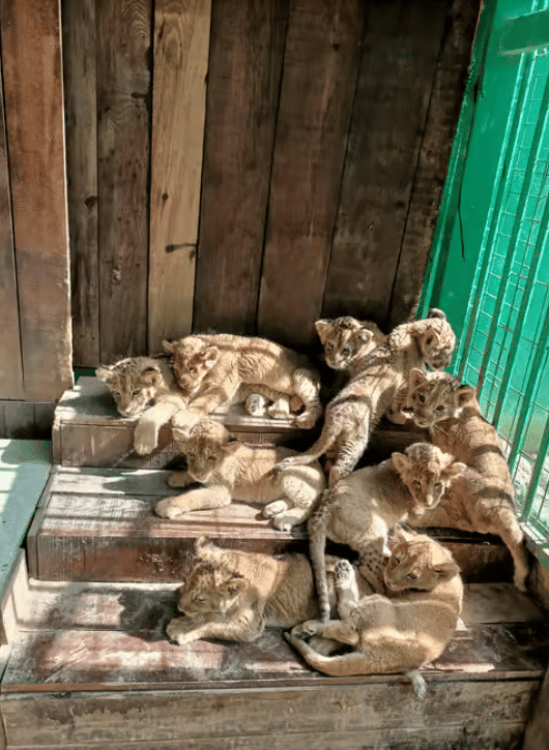 Antalya: Lion Safari & Splash Feast in Green Canyon w/Lunch | ®ExcursionMania - Image 2