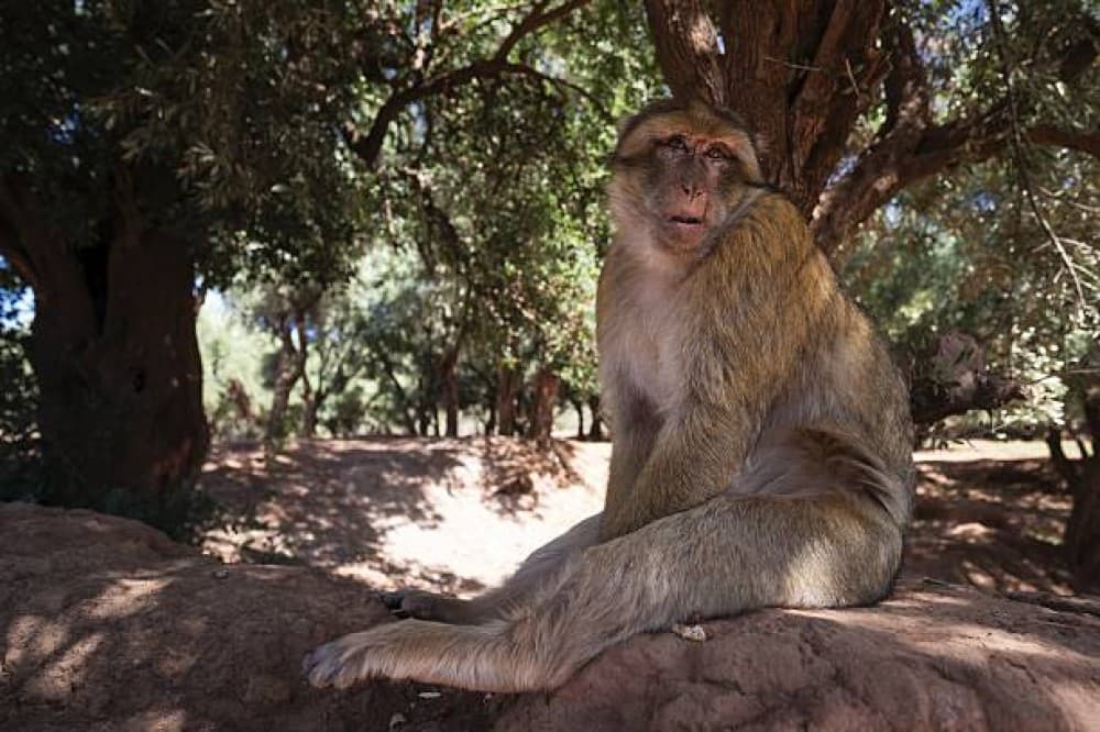 Ouzoud Adventure: A Full-Day Journey to Moroccos Iconic Falls | ®ExcursionMania - Image 1