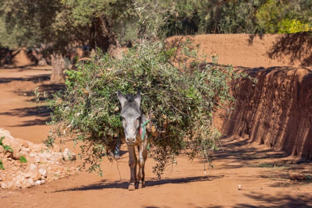 Ouzoud Adventure: A Full-Day Journey to Moroccos Iconic Falls | ®ExcursionMania - Image 3