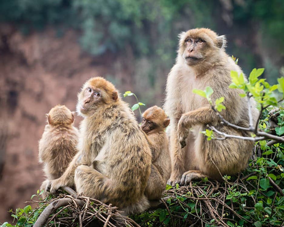 Ouzoud Adventure: A Full-Day Journey to Moroccos Iconic Falls | ®ExcursionMania - Image 10