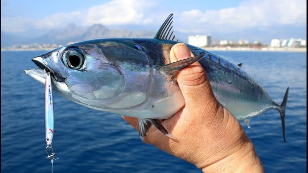From City of Side: Fishing Boat Trip | ®ExcursionMania - Image 3