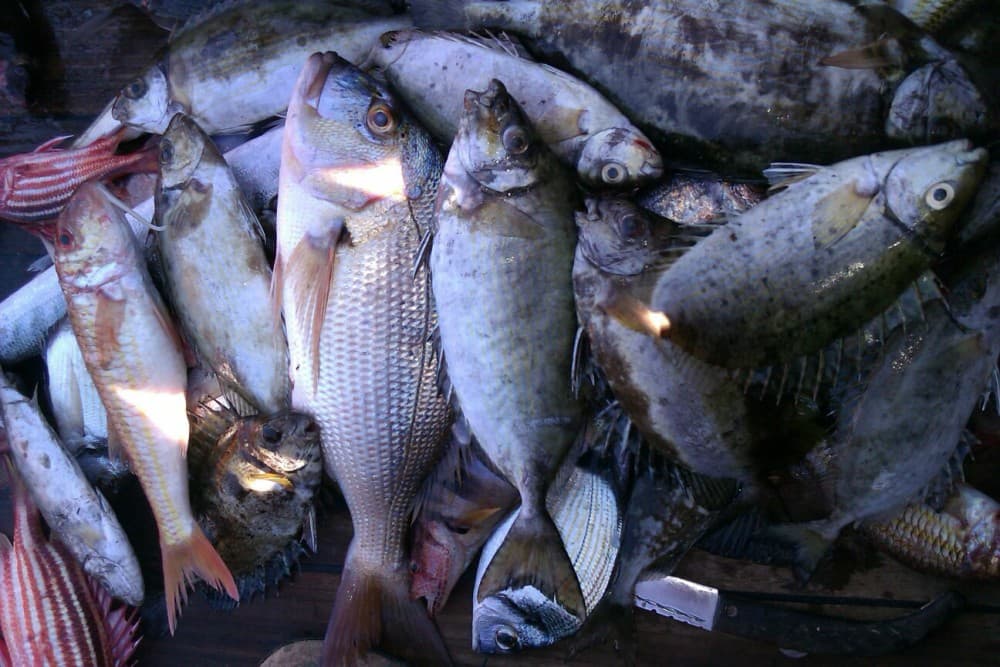 From City of Side: Fishing Boat Trip | ®ExcursionMania - Image 4