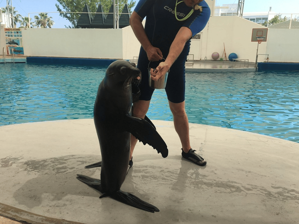 Side Aqualand Dolphinland Aquapark | ®ExcursionMania - Image 9