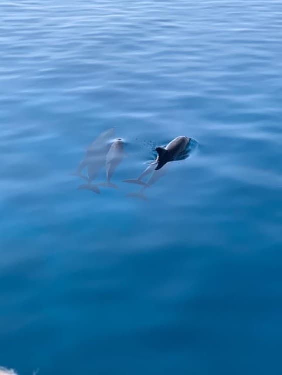 Marsa Alam:Sataya Reefs Dolphin Snorkeling Cruise with Lunch | ®ExcursionMania - Image 8