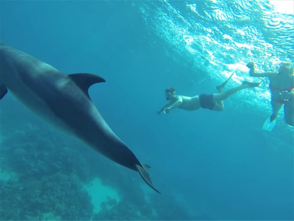 Marsa Alam:Sataya Reefs Dolphin Snorkeling Cruise with Lunch | ®ExcursionMania - Image 5