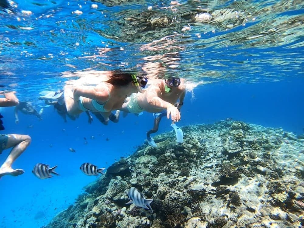 Marsa Alam:Sataya Reefs Dolphin Snorkeling Cruise with Lunch | ®ExcursionMania - Image 4