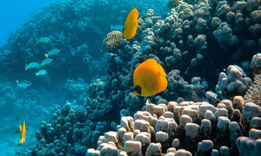 Marsa Alam:Sataya Reefs Dolphin Snorkeling Cruise with Lunch | ®ExcursionMania - Image 2