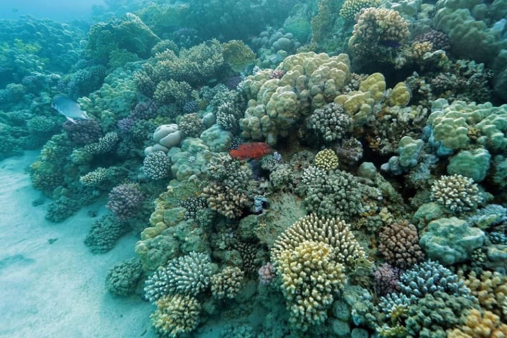 Marsa Alam:Sataya Reefs Dolphin Snorkeling Cruise with Lunch | ®ExcursionMania - Image 3