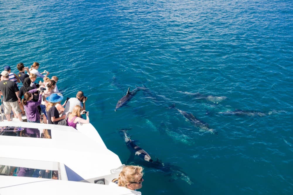 Marsa Alam:Sataya Reefs Dolphin Snorkeling Cruise with Lunch | ®ExcursionMania - Image 11