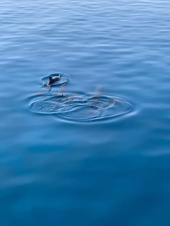 Marsa Alam:Sataya Reefs Dolphin Snorkeling Cruise with Lunch | ®ExcursionMania - Image 12