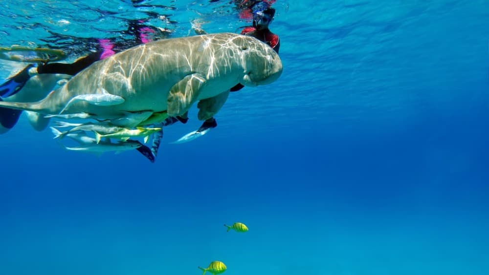 Marsa Alam: Snorkeling with Sea Turtles Marsa Mubarak | ®ExcursionMania - Image 2