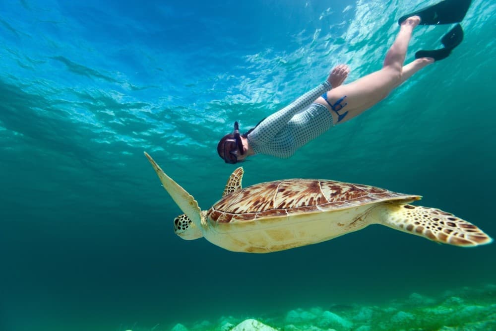 Marsa Alam: Snorkeling with Sea Turtles Marsa Mubarak | ®ExcursionMania - Image 6