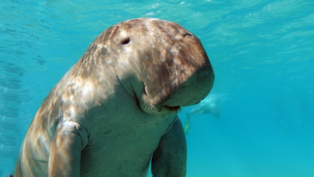 Marsa Alam: Snorkeling with Sea Turtles Marsa Mubarak | ®ExcursionMania - Image 9