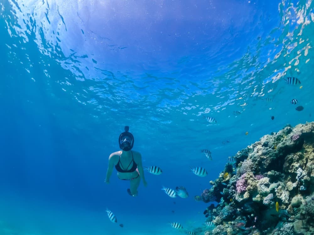 Marsa Alam: Snorkeling with Sea Turtles Marsa Mubarak | ®ExcursionMania - Image 10