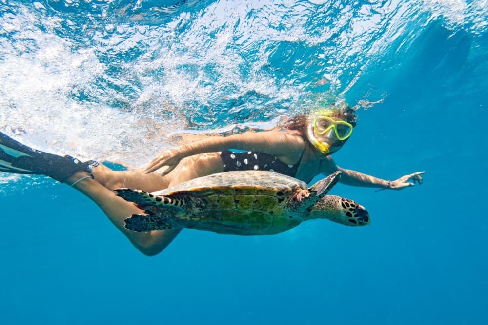 Marsa Alam: Snorkeling with Sea Turtles Marsa Mubarak | ®ExcursionMania - Image 1