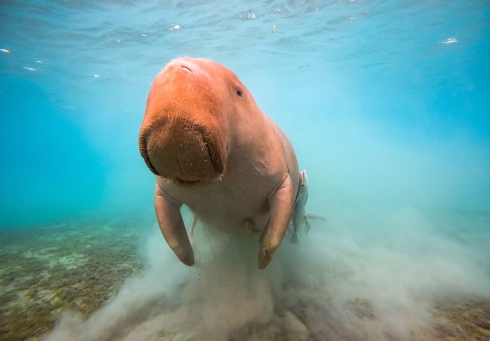 Marsa Alam: Snorkeling with Sea Turtles Marsa Mubarak | ®ExcursionMania - Image 12