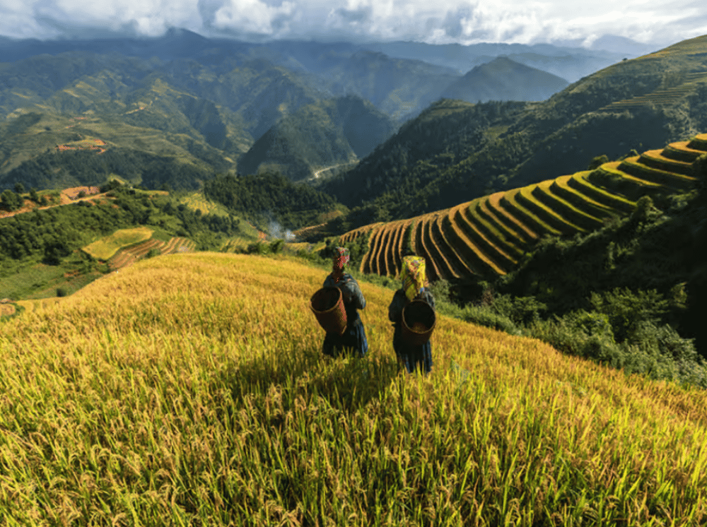 Lao Chai: Full-Day Ta Van Trek Tour from Sapa | ®ExcursionMania - Image 4