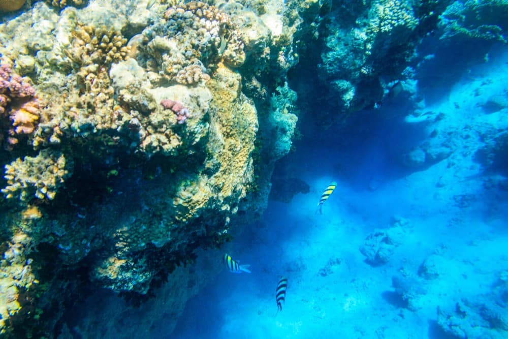 Marsa Alam: Dolphin House Adventure at Shaab Samadai Reef | ®ExcursionMania - Image 11