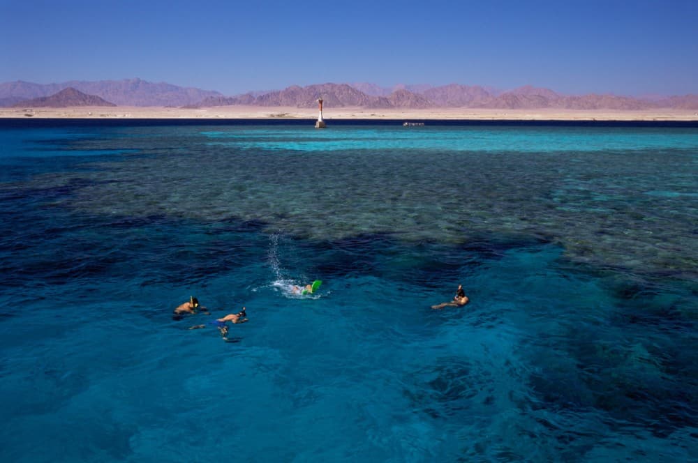 Marsa Alam: Dolphin House Adventure at Shaab Samadai Reef | ®ExcursionMania - Image 12