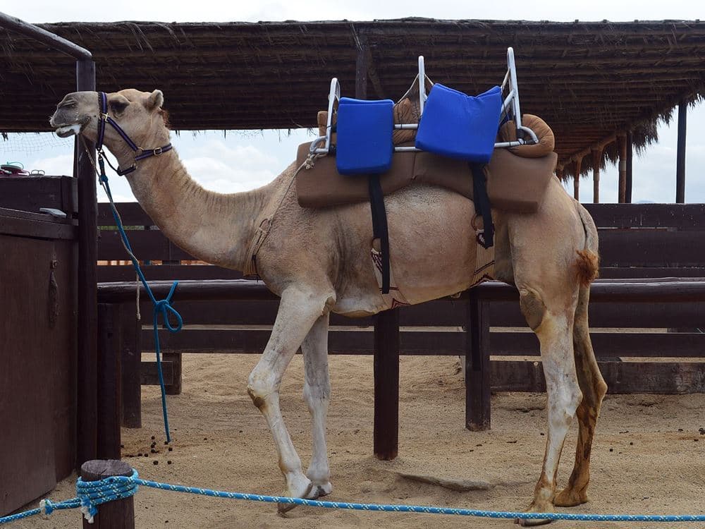 Fethiye Camel Riding: Experience Nature | ®ExcursionMania - Image 4