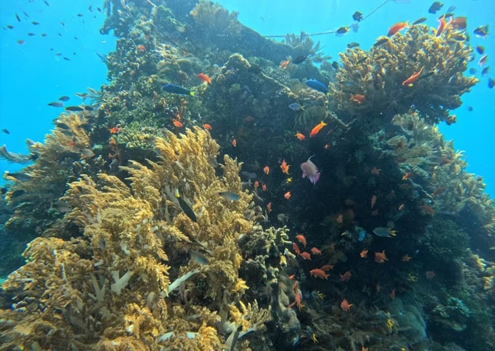 Amed Bali Snorkeling: Explore 3 Spots by Traditional Jukung | ®ExcursionMania - Image 7