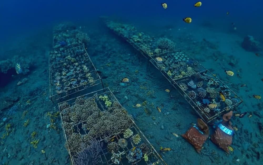 Amed Bali Snorkeling: Explore 3 Spots by Traditional Jukung | ®ExcursionMania - Image 12