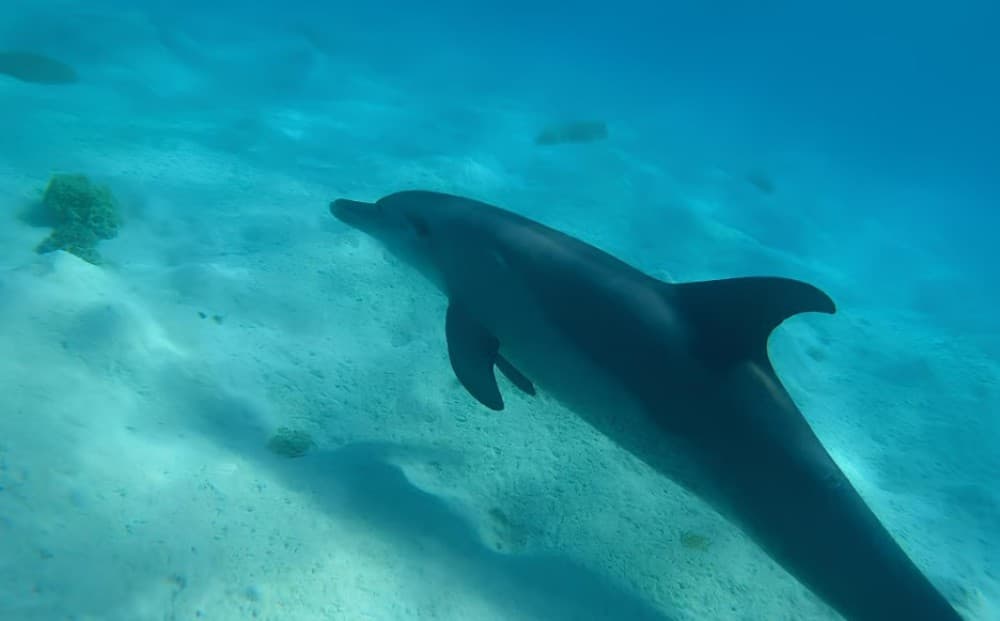 Hurghada: 3 Islands, Dolphins & Snorkel Yacht Trip with Lunch | ®ExcursionMania - Image 1