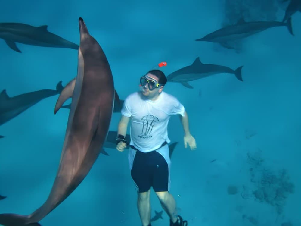 Hurghada: Speedboat Dolphin Watching & Snorkeling with Fruit | ®ExcursionMania - Image 1