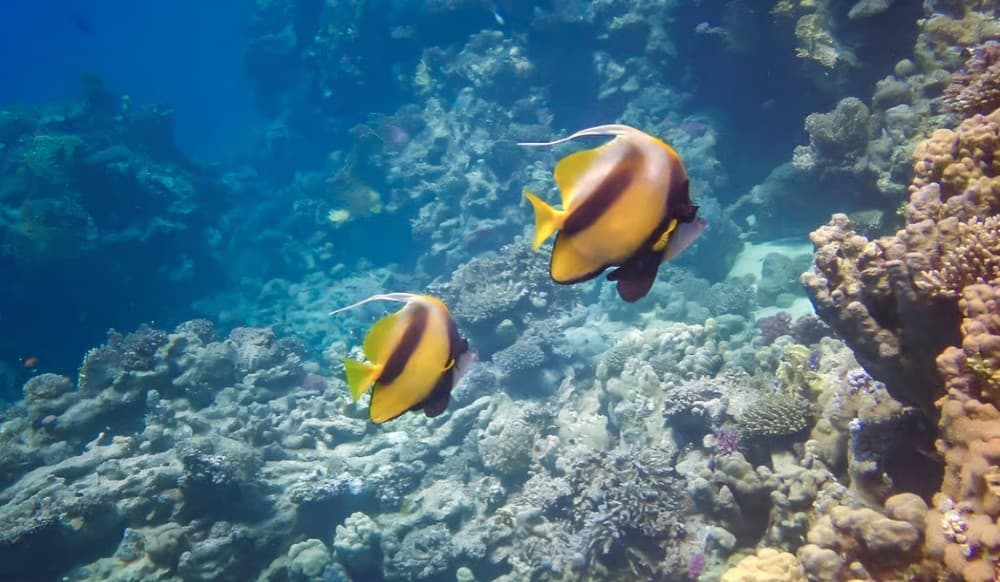 Hurghada: Speedboat Dolphin Watching & Snorkeling with Fruit | ®ExcursionMania - Image 7