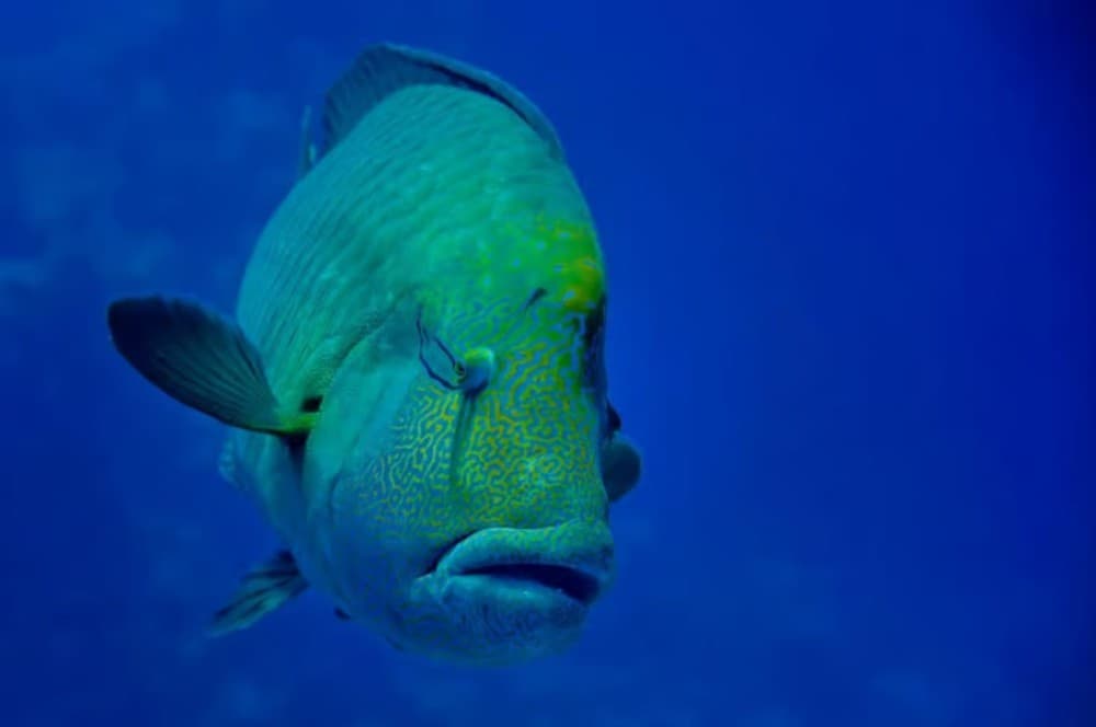 Hurghada: Snorkelling Trip by Speedboat with Hotel Pickup | ®ExcursionMania - Image 2