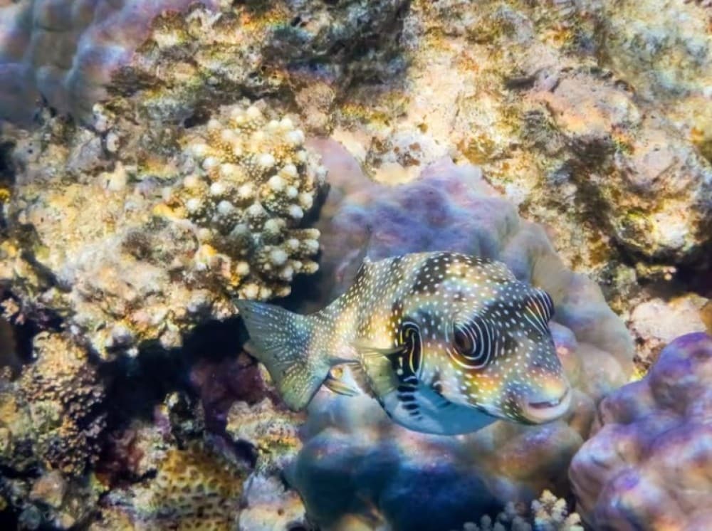 Hurghada: Snorkelling Trip by Speedboat with Hotel Pickup | ®ExcursionMania - Image 6