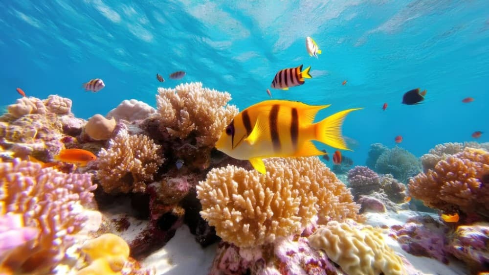 Hurghada: Snorkelling Trip by Speedboat with Hotel Pickup | ®ExcursionMania - Image 11