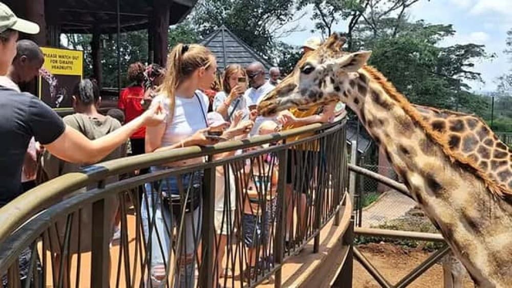 Nairobi: Guided Giraffe Centre & Kazuri Beads Factory Visit Excursion | ®ExcursionMania - Image 1