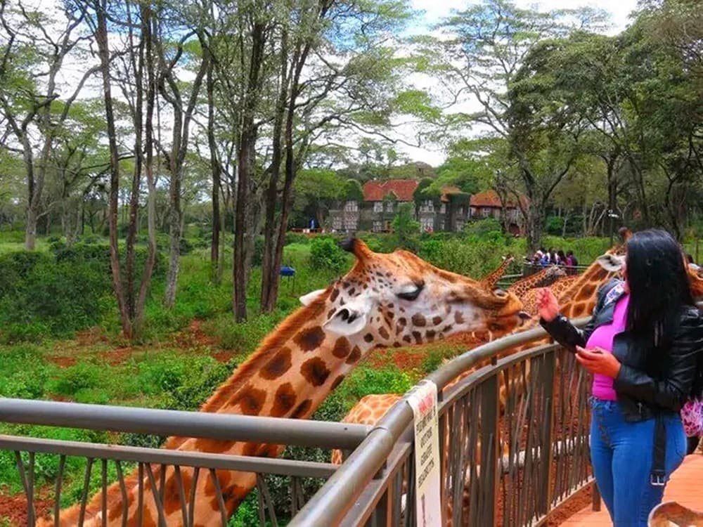 Nairobi: Guided Excursion To Karen Blixen Museum And Giraffe Center | ®ExcursionMania - Image 4