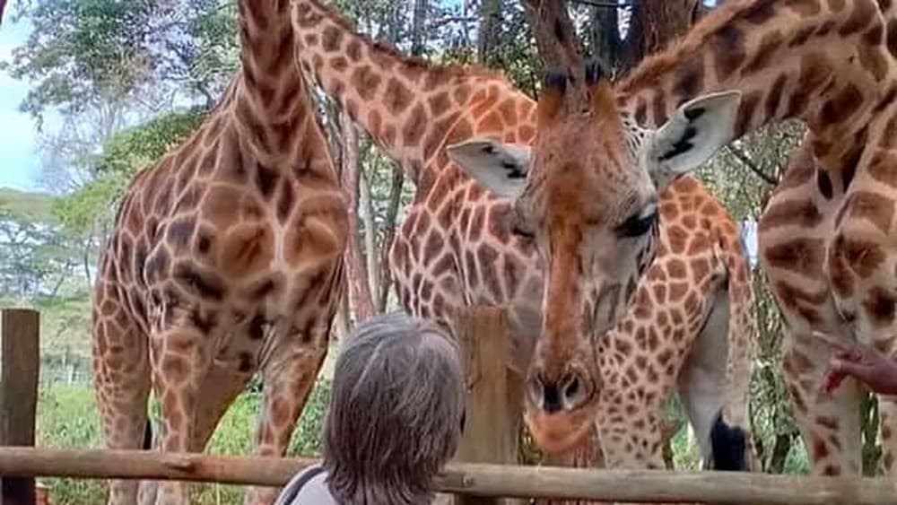 Mombasa: Guided Nature Walk Amongst Giraffes At Nguuni Sanctuary | ®ExcursionMania - Image 1