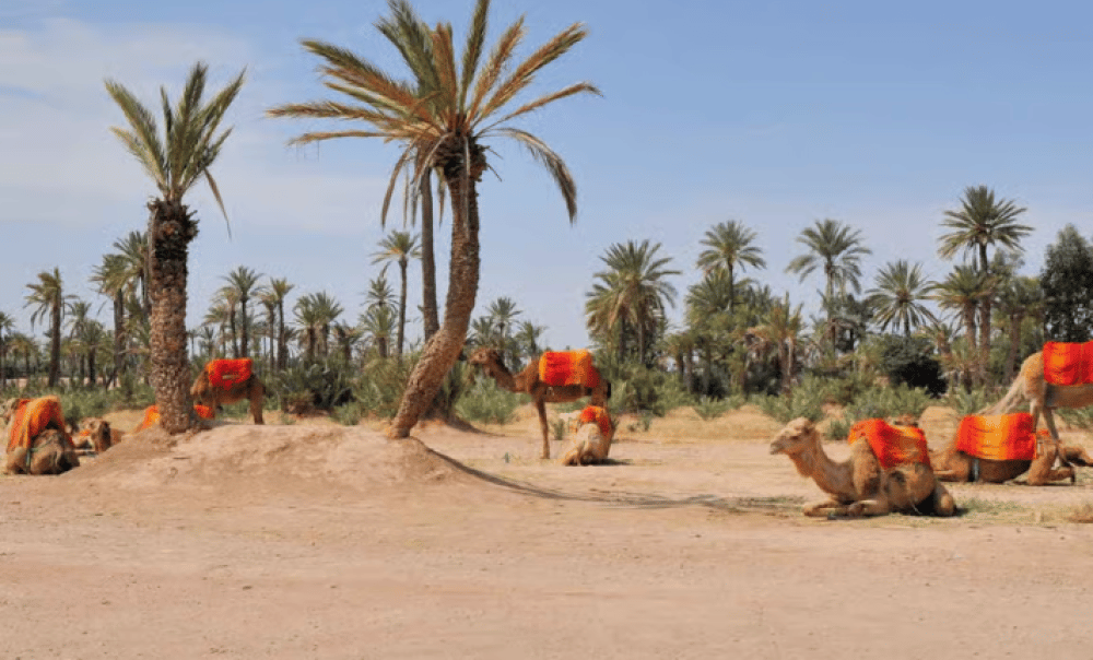 Marrakech Camel Ride In The Palmeraies & Discover Hidden Oasis | ®ExcursionMania - Image 7