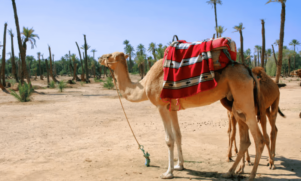 Marrakech Camel Ride In The Palmeraies & Discover Hidden Oasis | ®ExcursionMania - Image 8