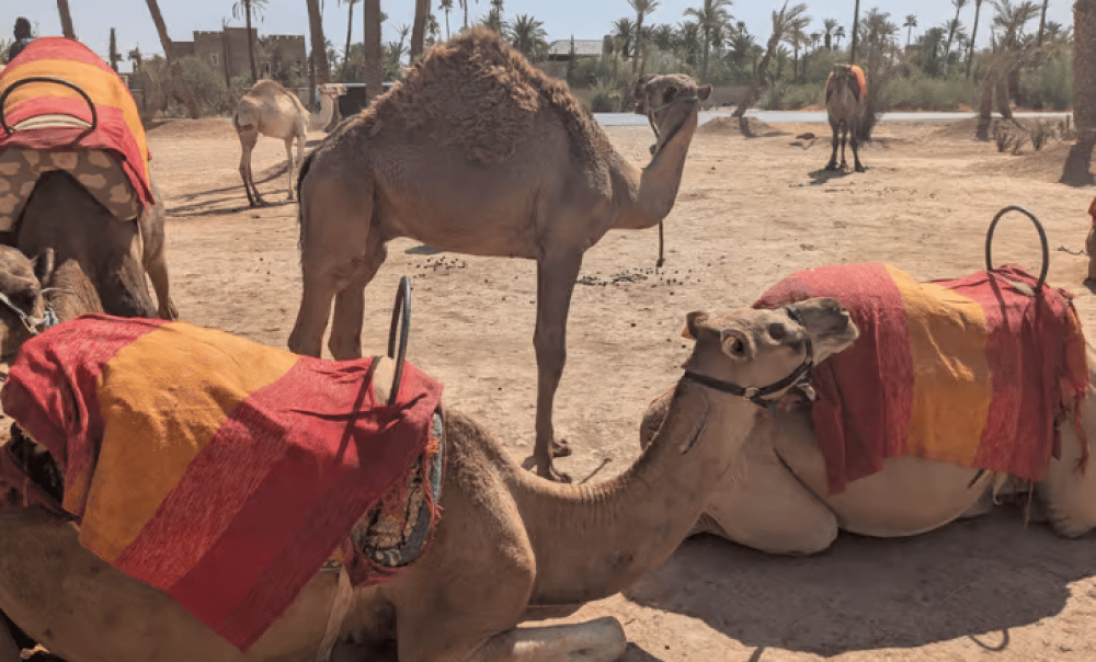 Marrakech Camel Ride In The Palmeraies & Discover Hidden Oasis | ®ExcursionMania - Image 11
