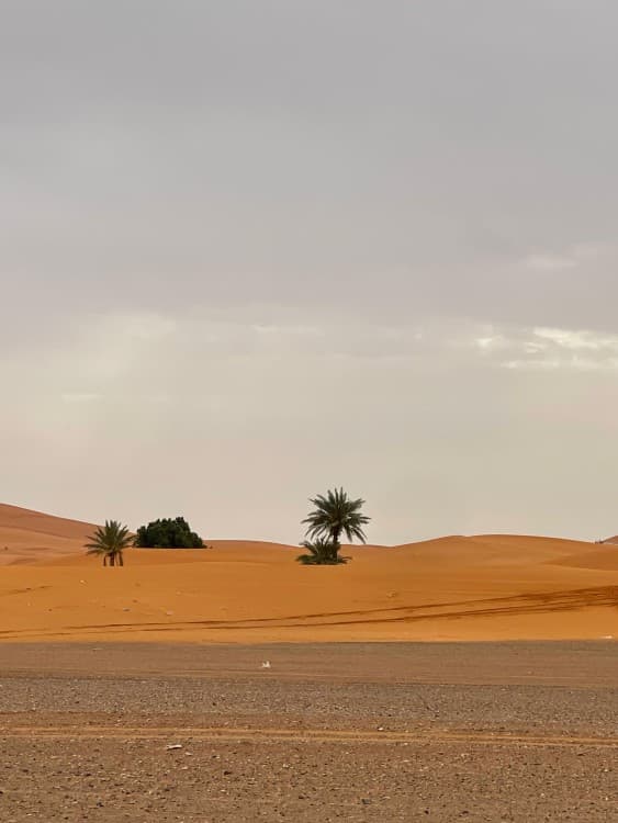 From Merzouga: 4x4 Adventure To Visit Nomads & Khamlia Experience | ®ExcursionMania - Image 4