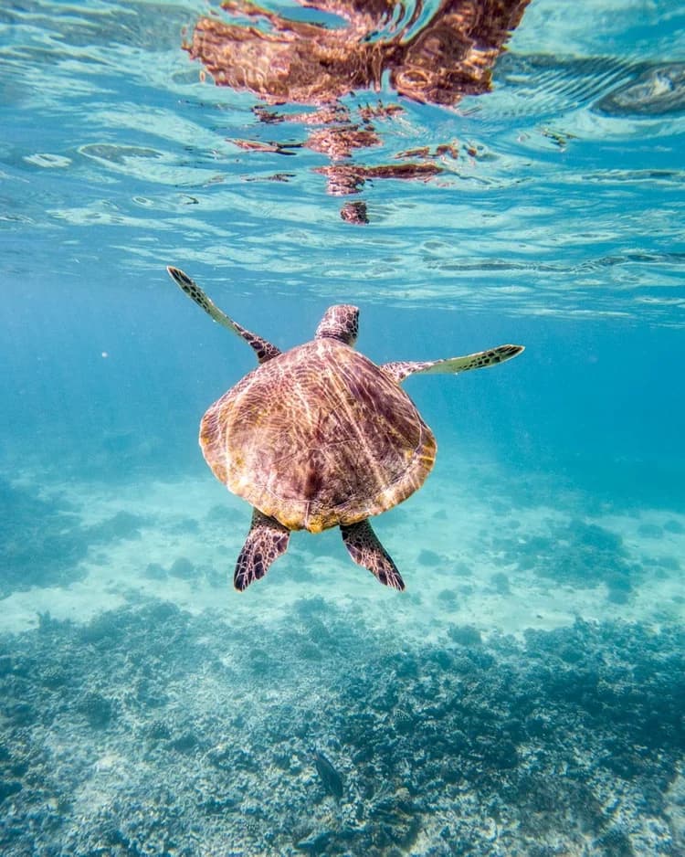 Muscat: Daymaniyat Island Snorkeling with Turtles Tour | ®ExcursionMania - Image 4