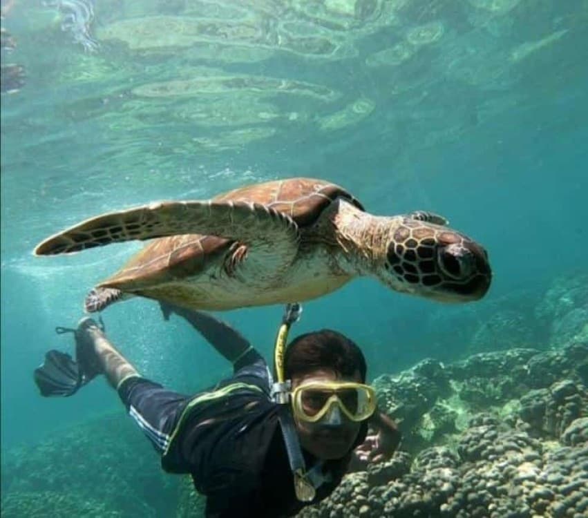 Muscat: Daymaniyat Island Snorkeling with Turtles Tour | ®ExcursionMania - Image 8