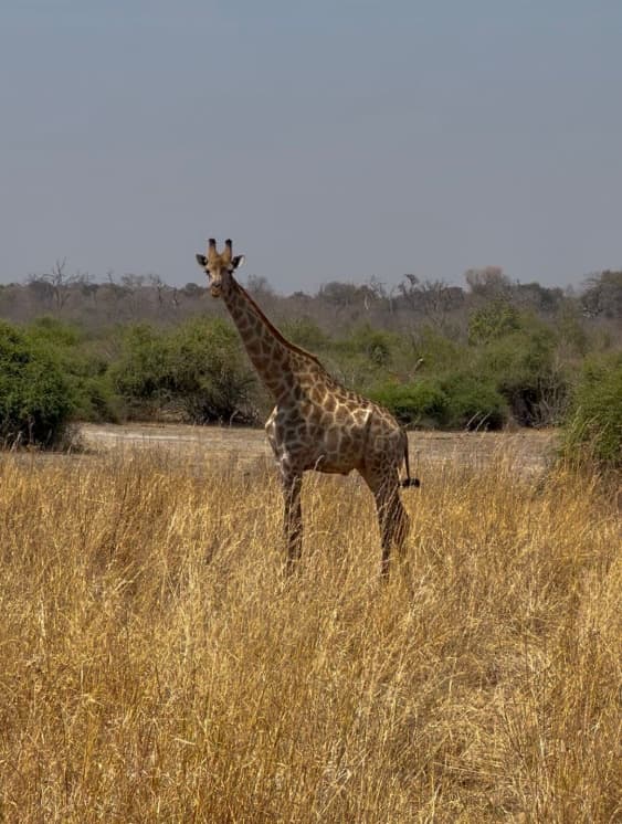 Chobe Day Trip | ®ExcursionMania - Image 2