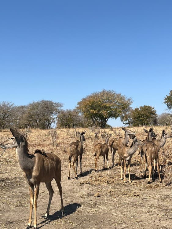 Chobe Day Trip | ®ExcursionMania - Image 3