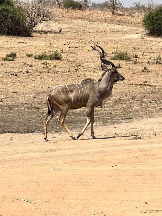 Game Drive And Rhino Walk | ®ExcursionMania - Image 2