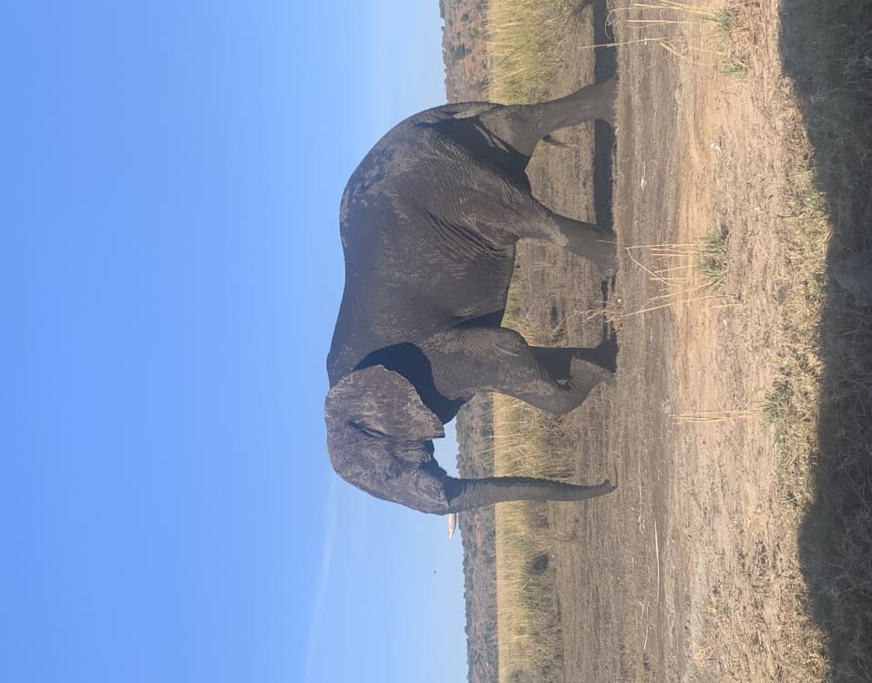 Game Drive And Rhino Walk | ®ExcursionMania - Image 3